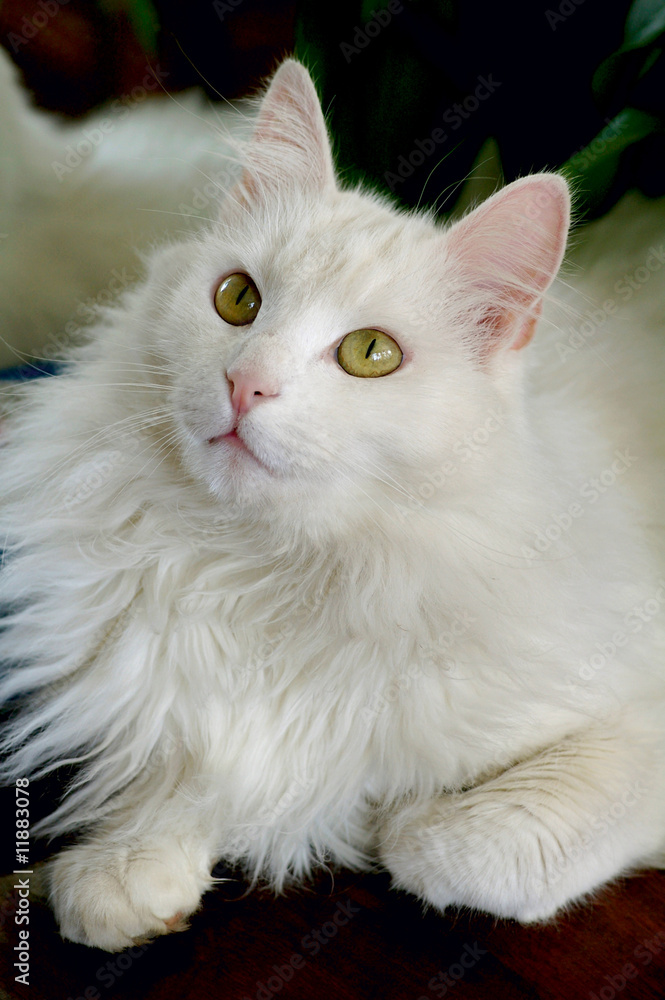 Portrait of  tomcat