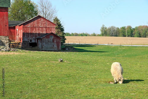 Sheep in Barnyard