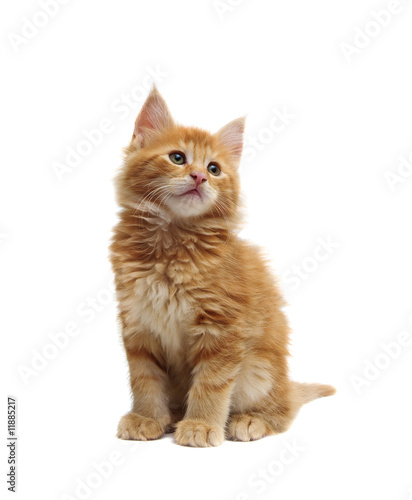 Fototapeta Naklejka Na Ścianę i Meble -  cute red kitten