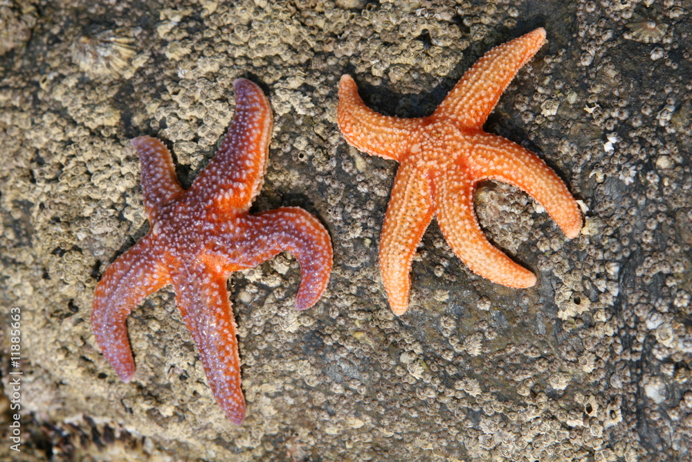 seestern starfish seestern starfish