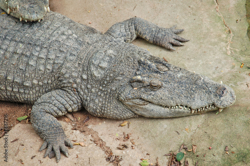 The phyket's largest crocodile farm