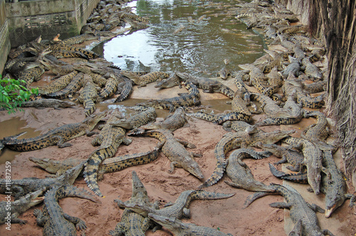 The phyket's largest crocodile farm photo