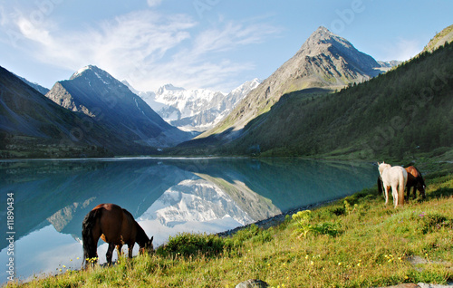 Horses near mountain lake Ak-kem, Altai, Russia