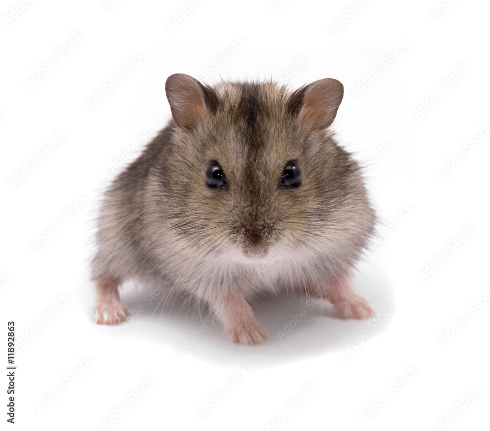little dwarf hamster little dwarf hamster