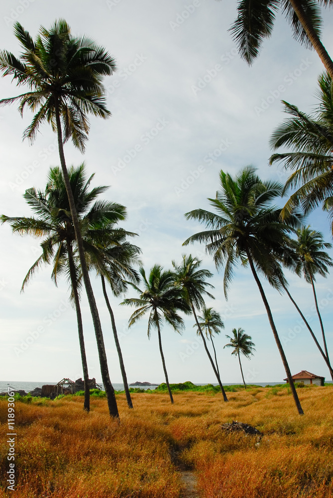 Coconut trees