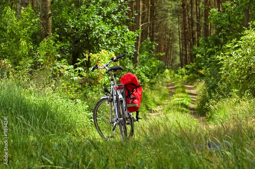 Фотография bike in a forest