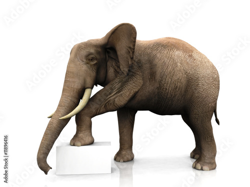 Elephant with sign