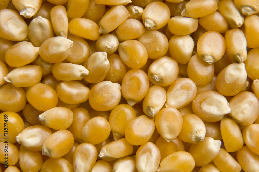 Popcorn Kernels Popcorn Kernels