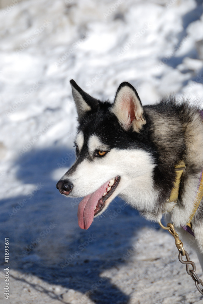 Husky Husky