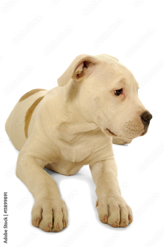 Sad puppy Sad puppy