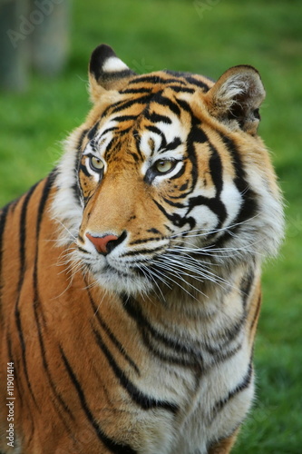 Sumatran Tiger © estima