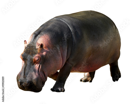Détourage d'un hippopotame