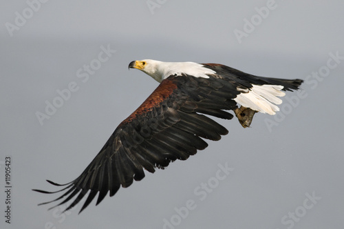 African fish eagle  Haliaeetus vociferoides 