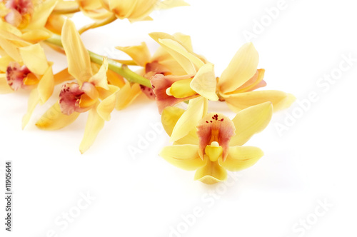 yellow orchids isolated on white background