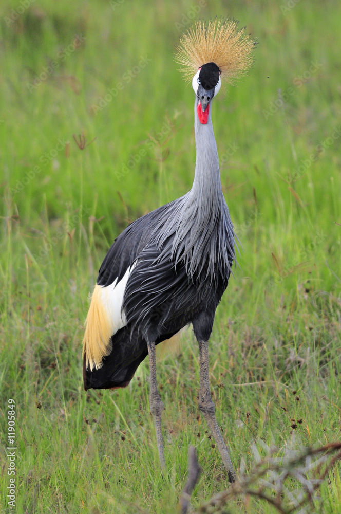 Fototapeta premium Grey Crowned Crane (Balearica regulorum)