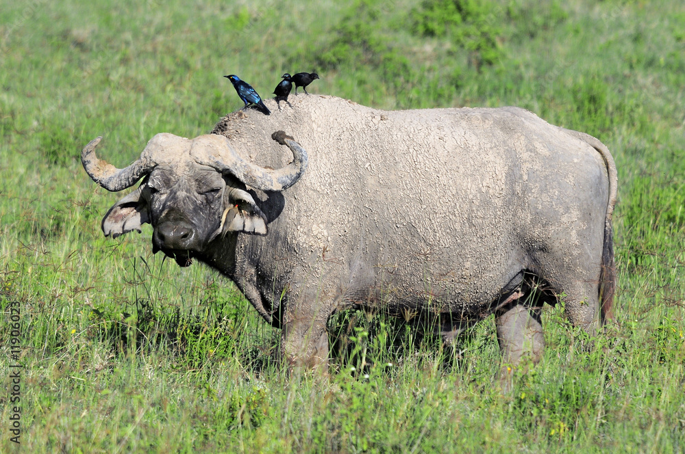 Cape Buffalo (Syncerus caffer) Cape Buffalo (Syncerus caffer)