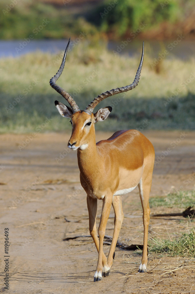 Obraz premium Black-faced impala male