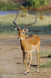 Black-faced impala male