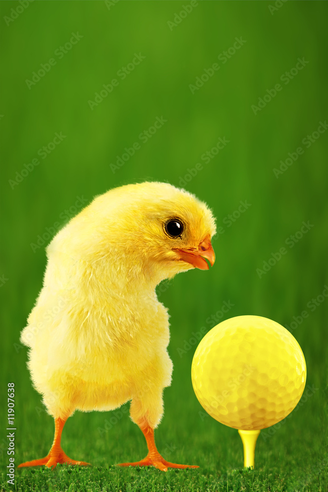 Golf-bal and amusing chicken Vertical