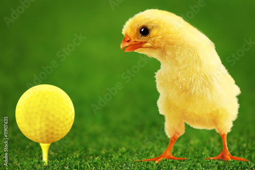Golf-bal and amusing chicken