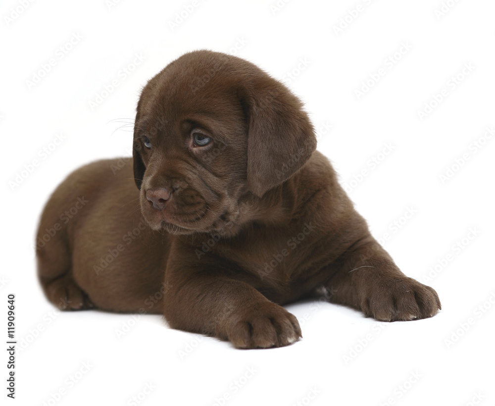 Chocolate puppy of breed Labrador. Chocolate puppy of breed Labrador.
