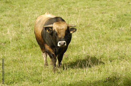 2007-08-25 taureau aubrac photo