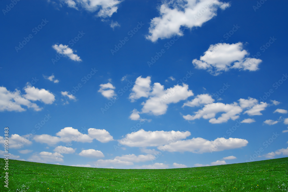 Fototapeta premium field