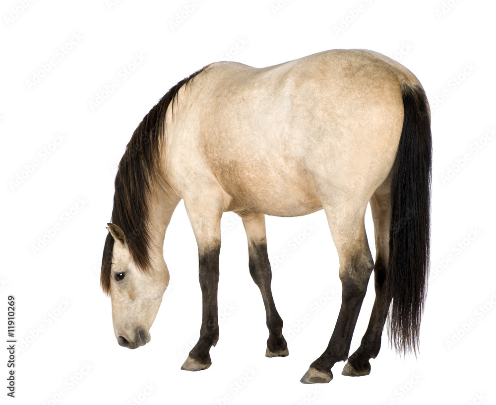 Obraz premium Horse
