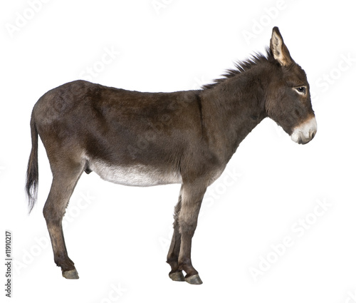 donkey ( 4 years)