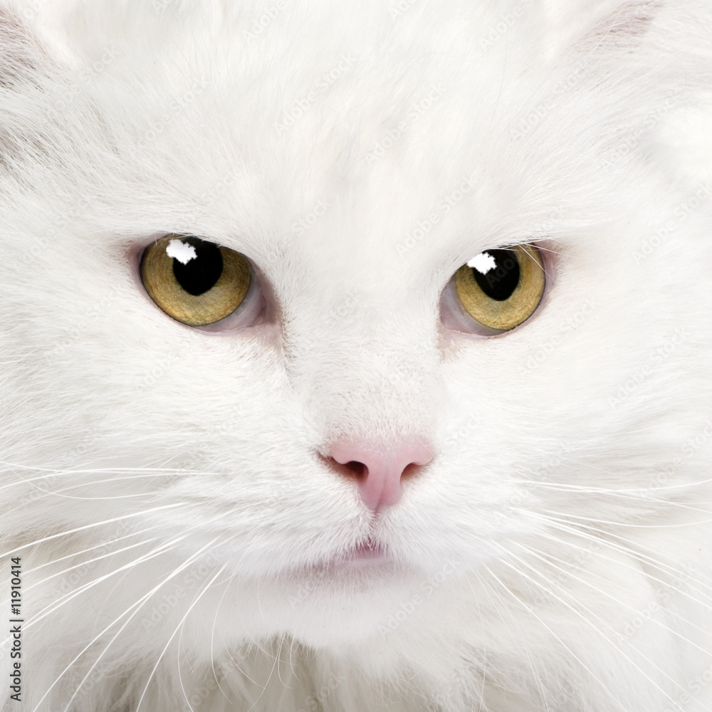 close-up on a white angora cat (5 years)