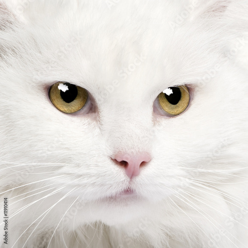 close-up on a white angora cat (5 years)