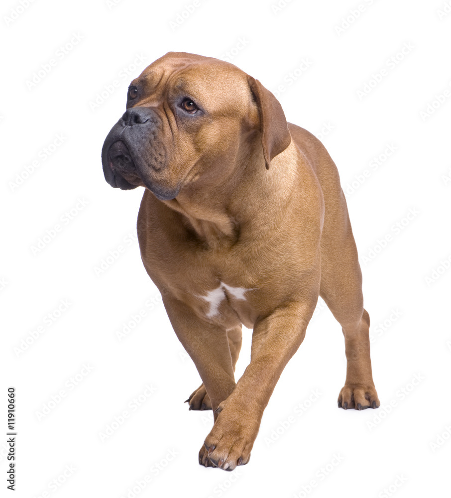 Dogue de Bordeaux (1 year) Dogue de Bordeaux (1 year)