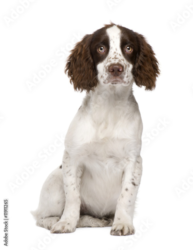 Obraz na płótnie English Springer Spaniel puppy 