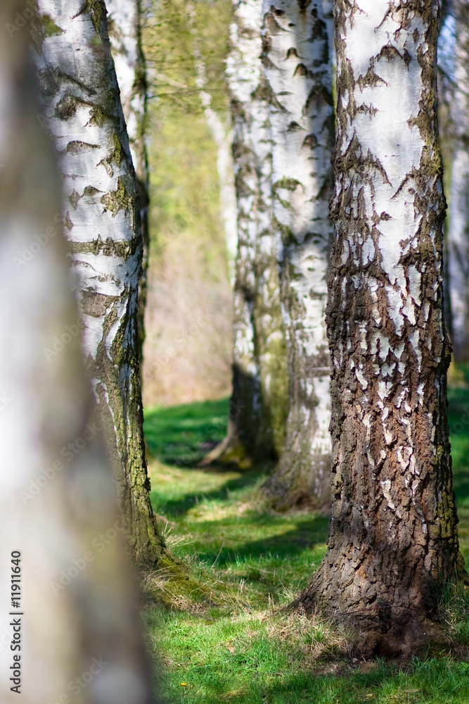 Detail of several aspen birch trees Detail of several aspen birch trees