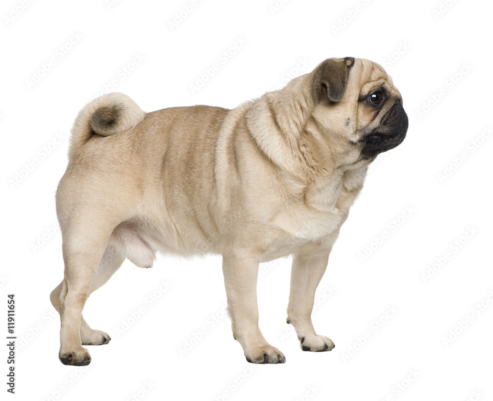 Obraz premium pug (8 years)