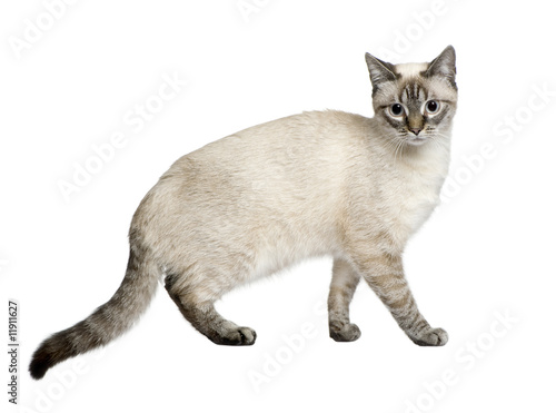 Crossbreed between a siamese and a tabby  9 months  in front of