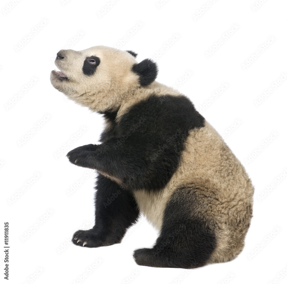 Obraz premium Giant Panda (18 miesięcy) - Ailuropoda melanoleuca