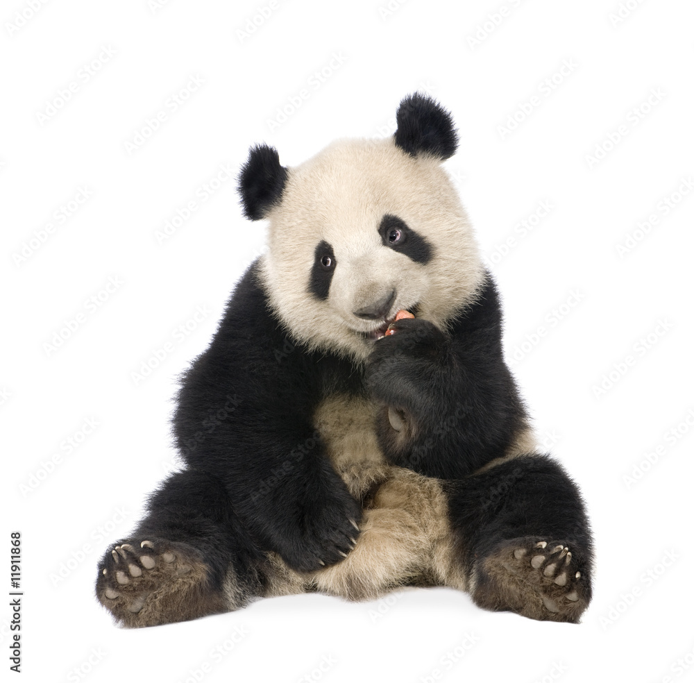 Giant Panda (18 months) - Ailuropoda melanoleuca - obrazy, fototapety, plakaty 