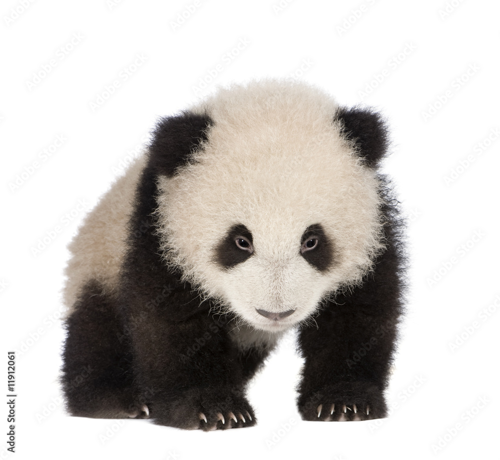 Obraz premium Giant Panda (6 months) - Ailuropoda melanoleuca