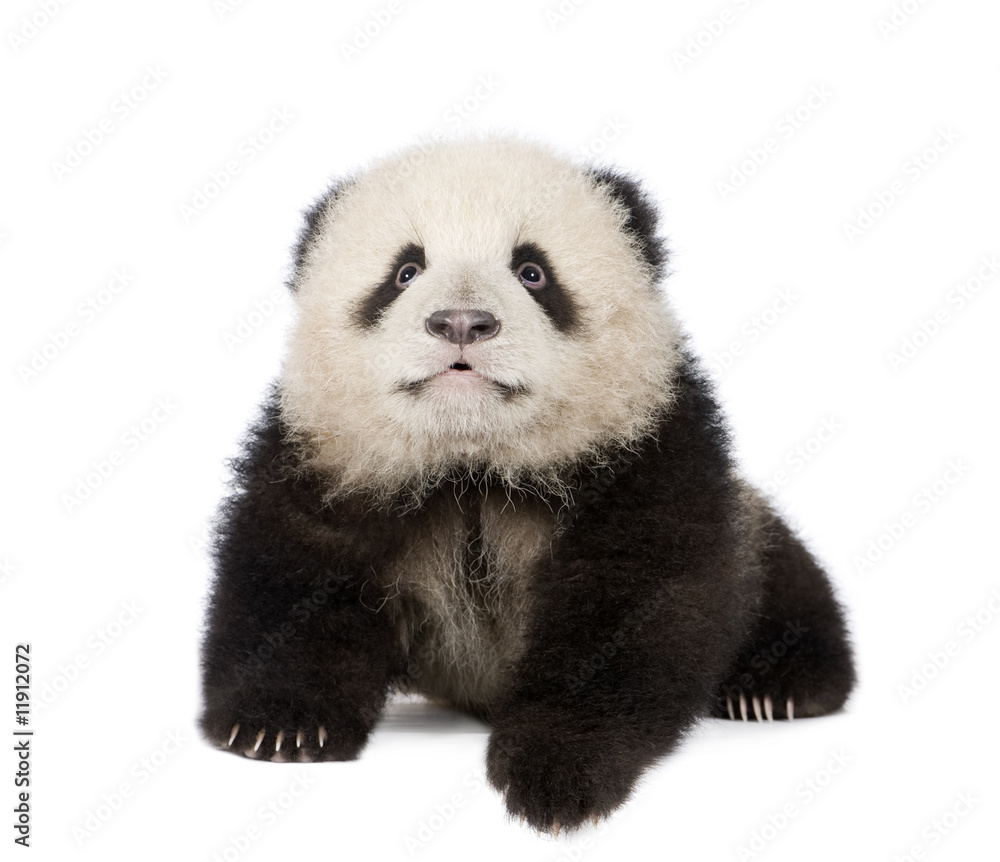 Naklejka premium Giant Panda (6 months) - Ailuropoda melanoleuca