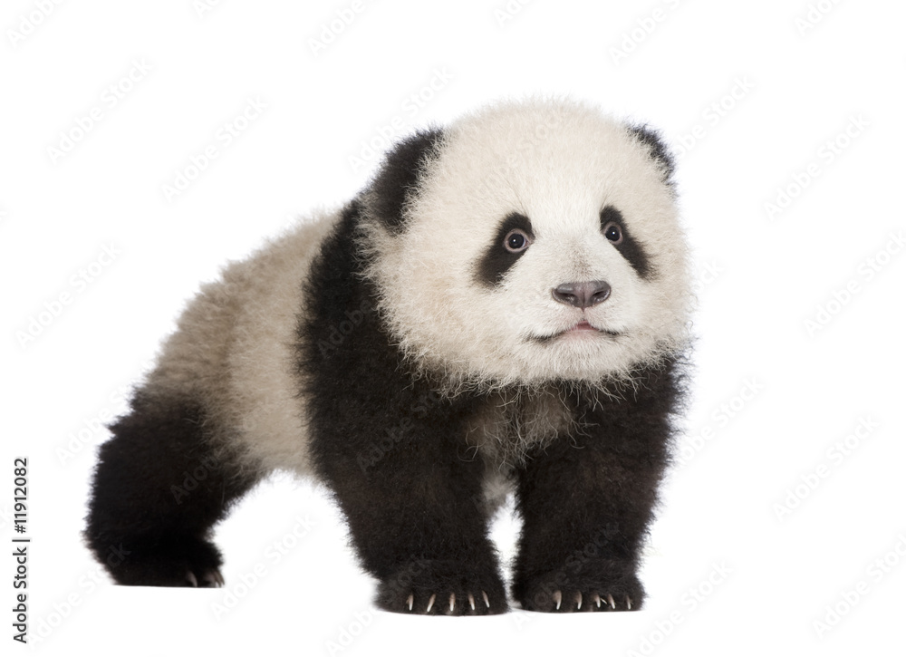 Fototapeta premium Giant Panda (6 months) - Ailuropoda melanoleuca