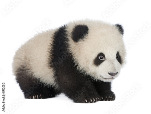 Fototapeta Naklejka Na Ścianę i Meble -  Giant Panda (6 months) - Ailuropoda melanoleuca