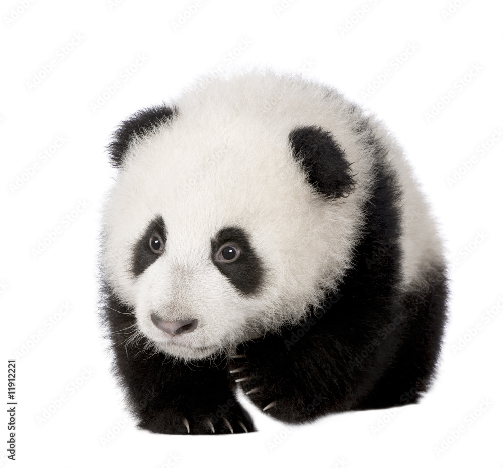 Fototapeta premium Giant Panda (4 miesiące) - Ailuropoda melanoleuca