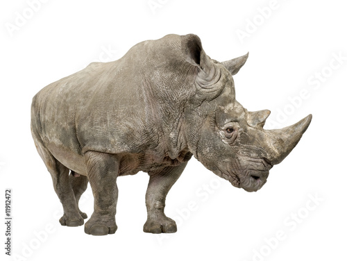 White Rhinoceros - Ceratotherium simum     - 10 years 