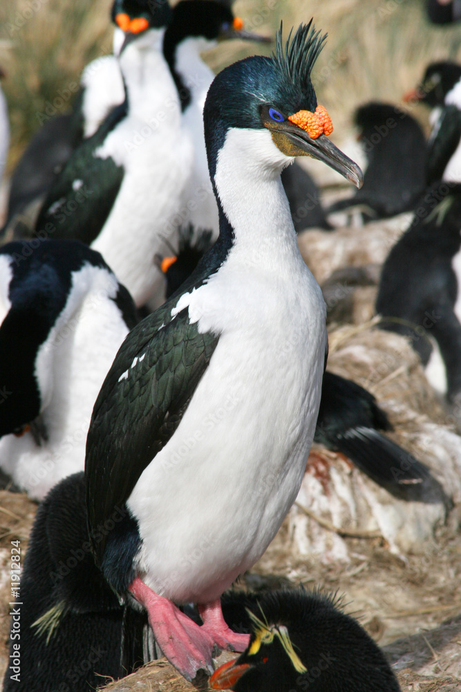 Fototapeta premium Colonie de cormorans royaux (Malouines/Falkland)