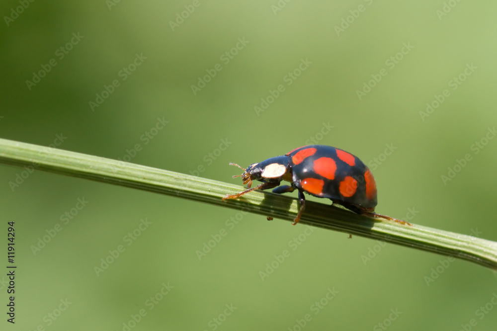 Fototapeta premium ladybug on grass stem