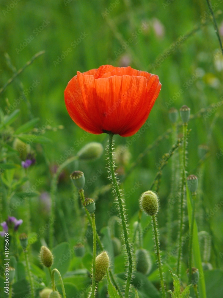 Fototapeta premium Klatschmohn
