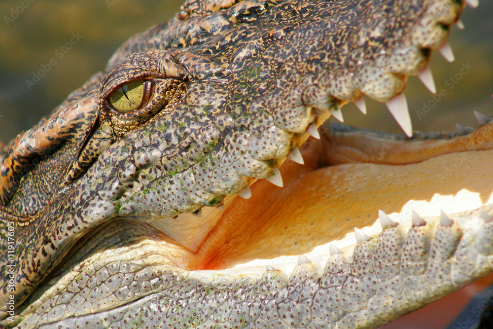 Fototapeta premium Сrocodile
