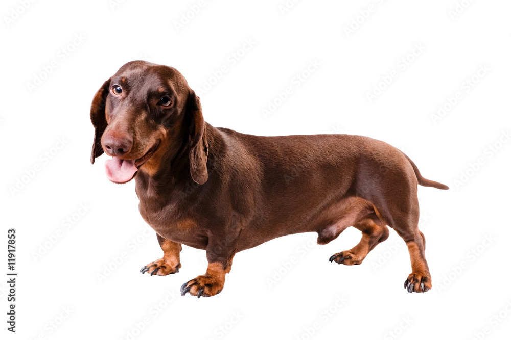 Obraz premium dachshund