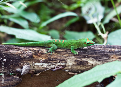 Green gecko